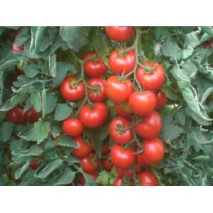 Галакси F1 - томат детерминантный, 1 000 семян, Esasem Италия фото, цена